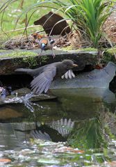 Kirschkernbeisser verjagt Amsel