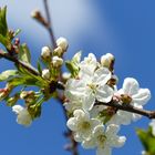 Kirschlblüten in unserem Garten