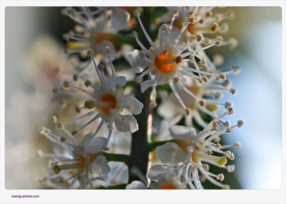 Kirschlobeerblüten