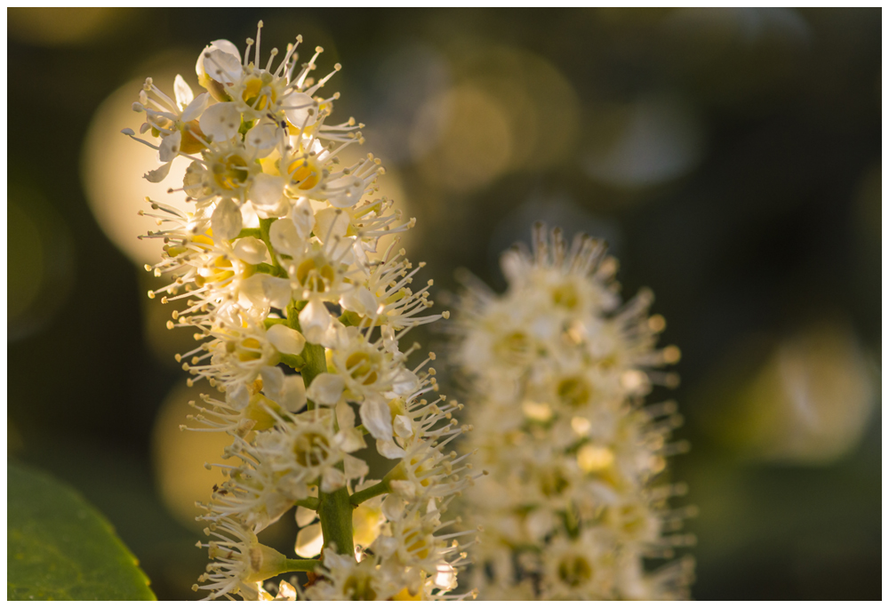 Kirschlorbeer Foto & Bild pflanzen, pilze & flechten, blüten