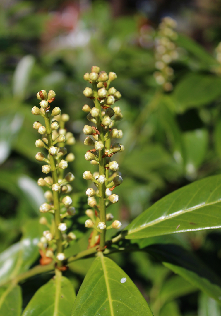 Kirschlorbeer Blüte. Foto & Bild outdoor, natur, pflanzen Bilder