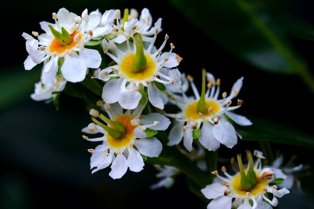 Kirschlorbeer Blüte.