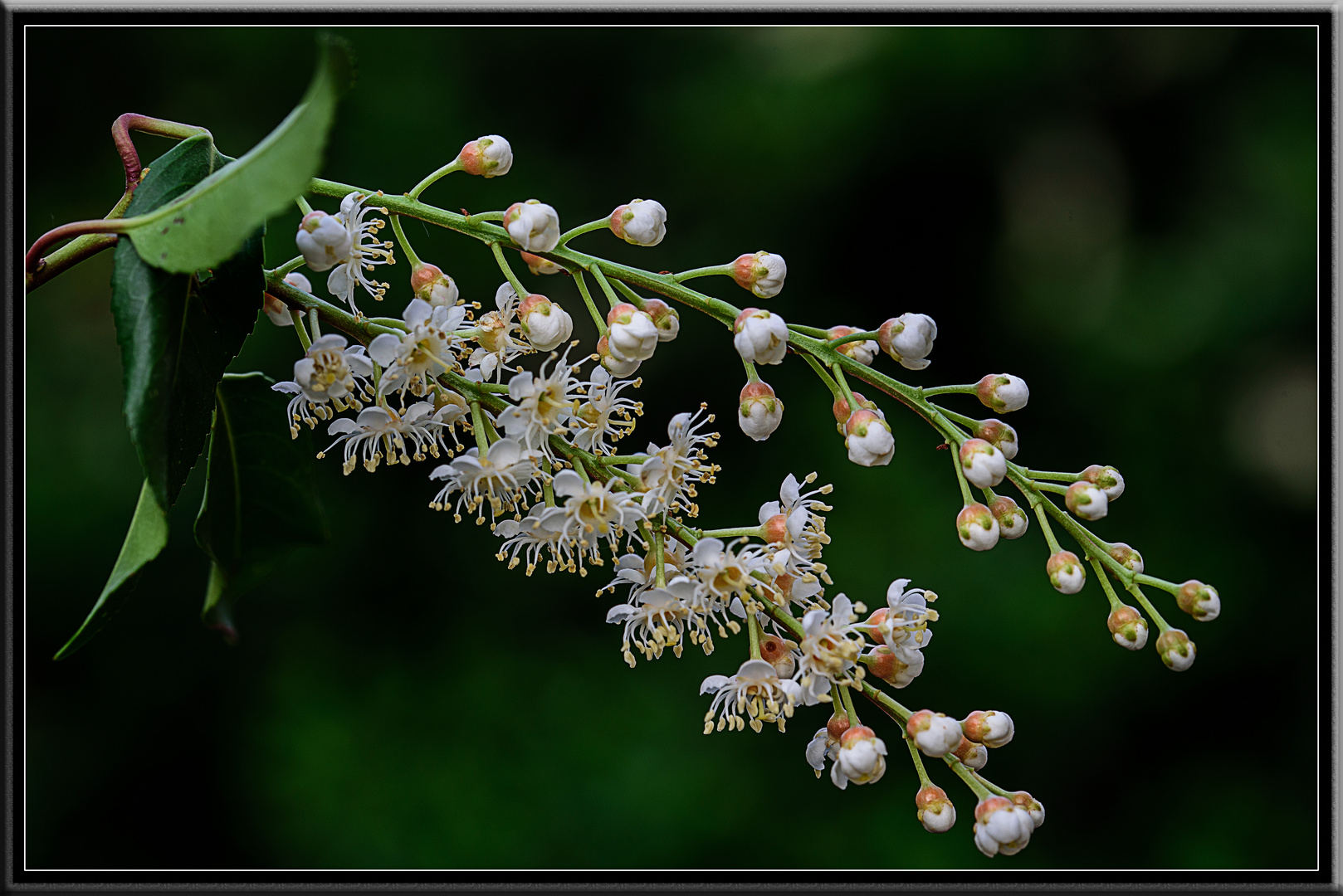 Kirschlorbeer Blüte