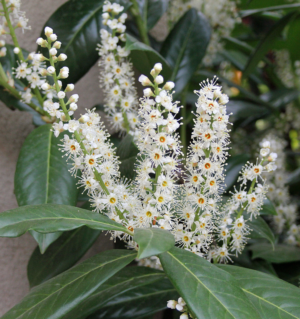 Kirschlorbeer Blüten Foto & Bild pflanzen, pilze & flechten, blüten