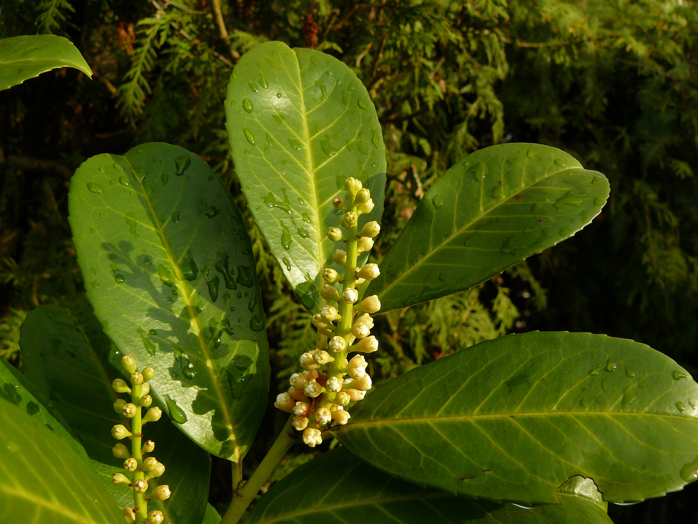KirschlorbeerBlüten Foto & Bild pflanzen, pilze & flechten