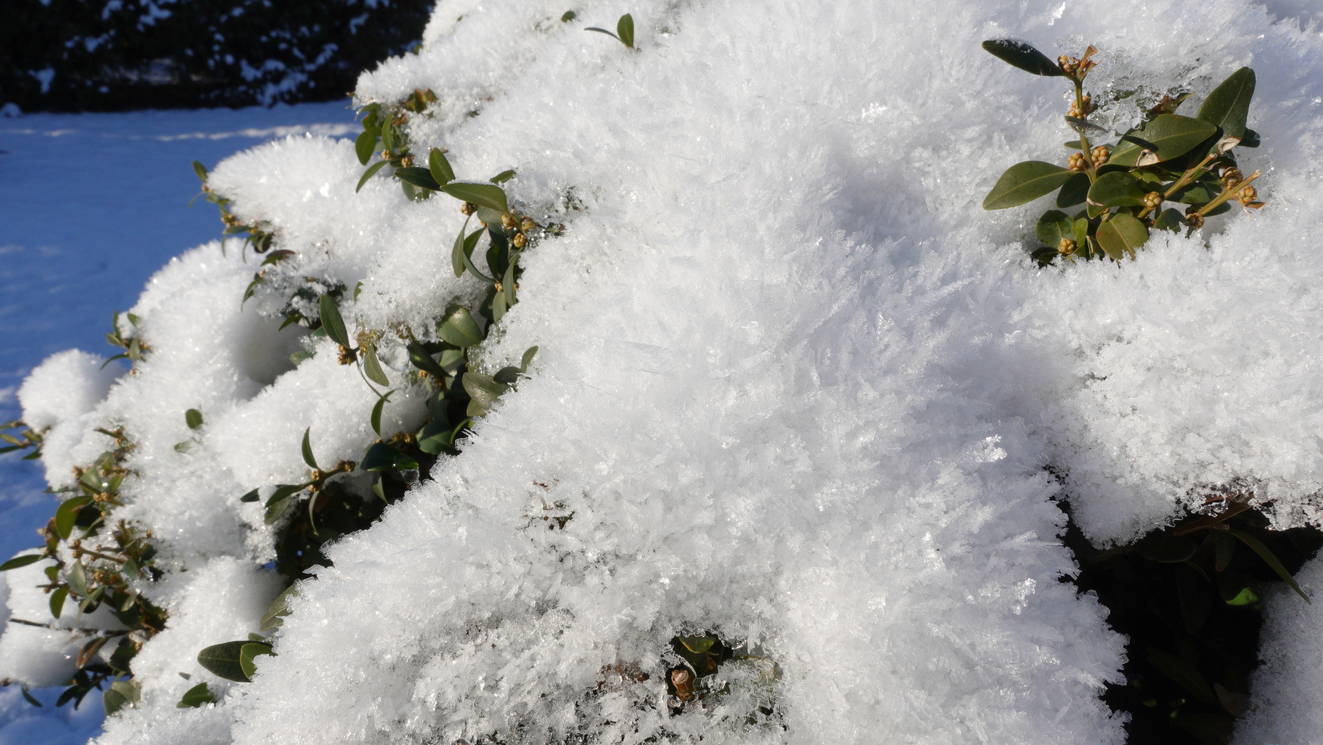 Kirschlorbeer mit Eiskristalle