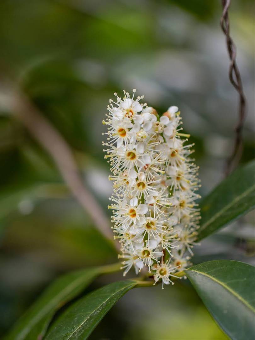 Kirschlorbeerblüte