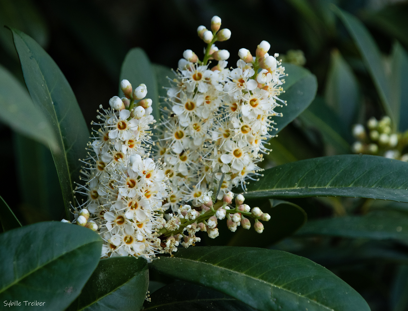 Kirschlorbeerblüte