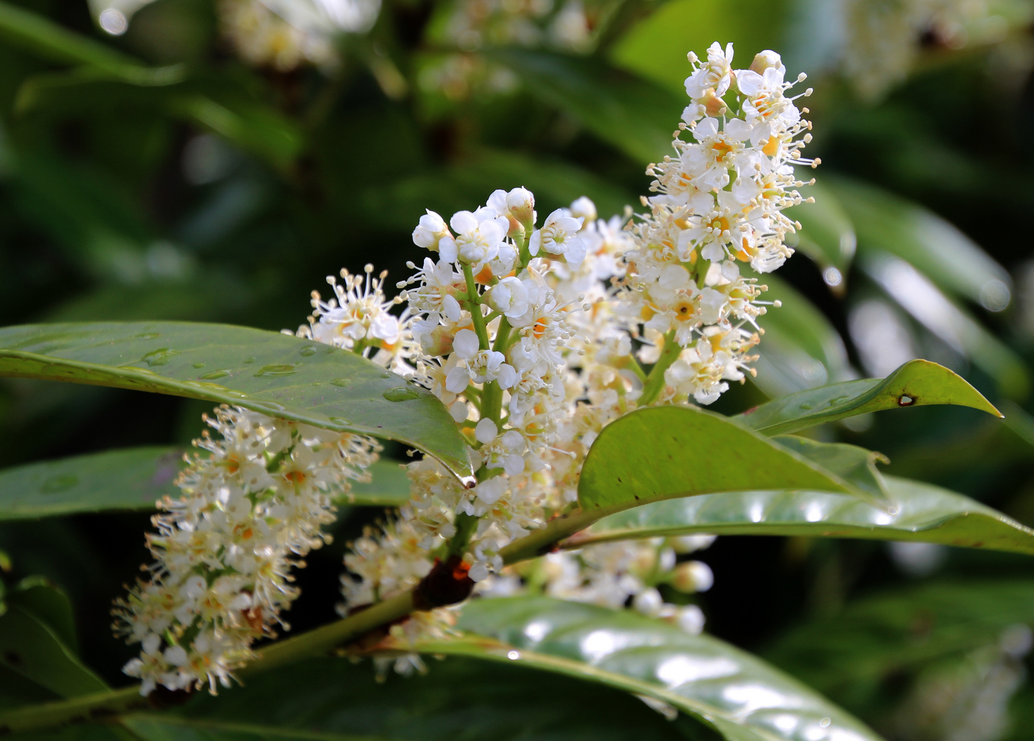 Kirschlorbeerblüte ... 