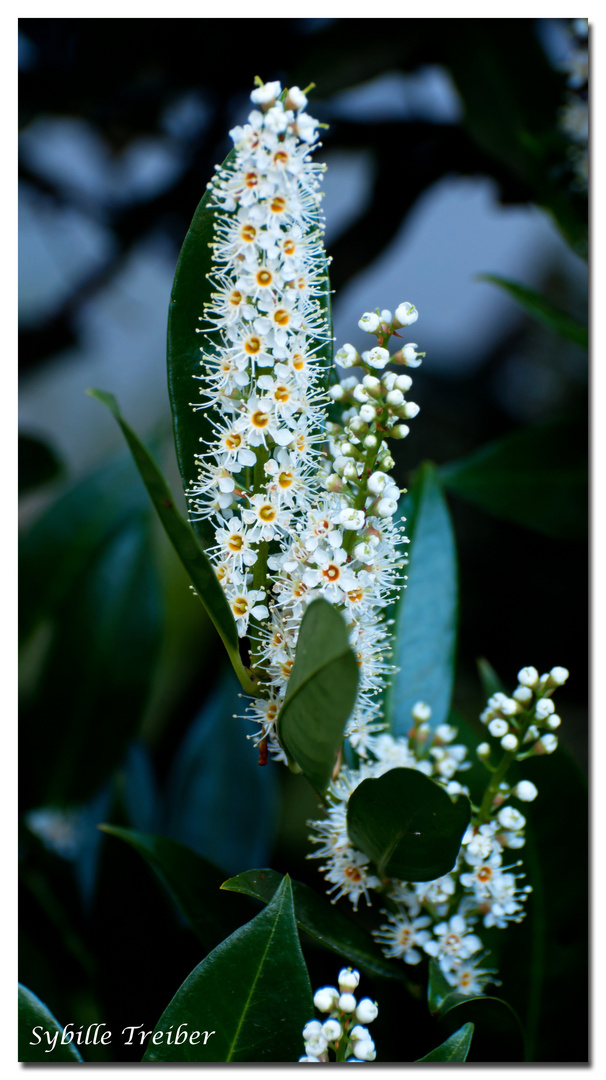 Kirschlorbeerblüte