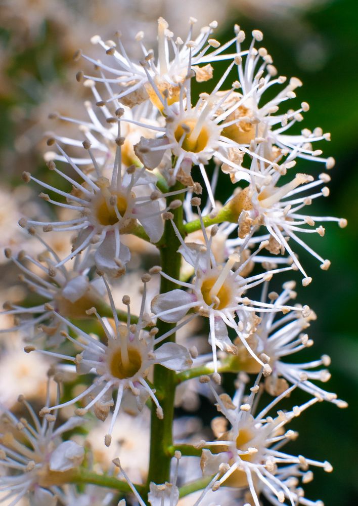 Kirschlorbeerblüte im Frühjahr