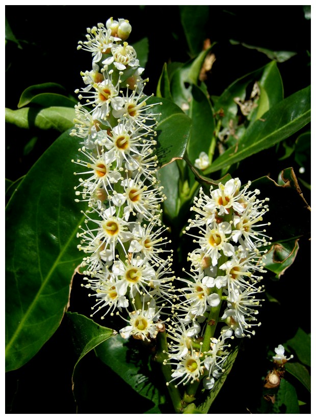 Kirschlorberblüten