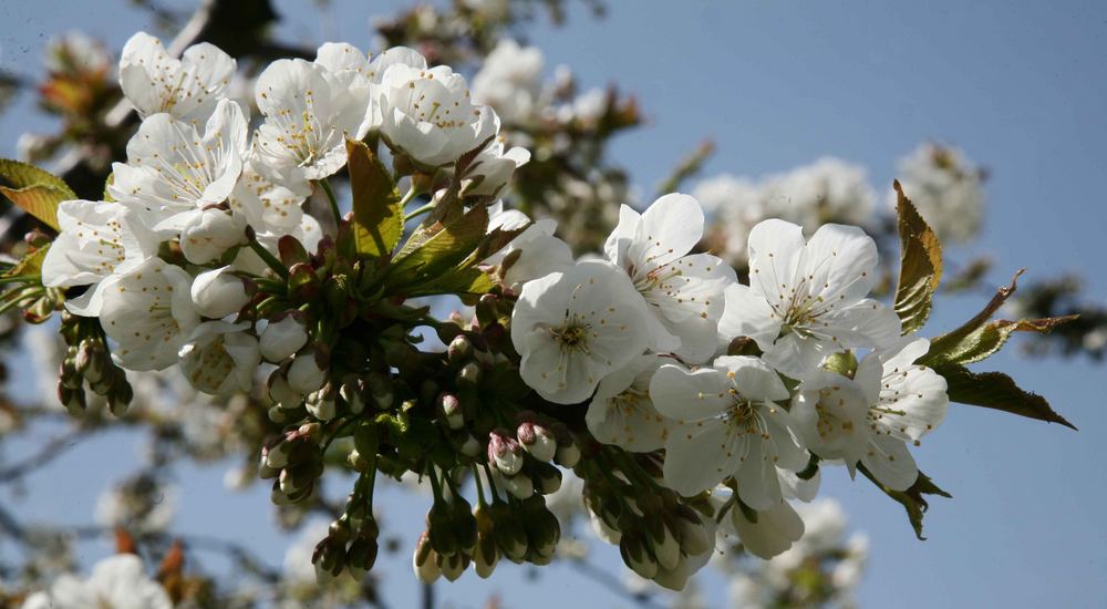 Kirschlüten; es hat ja soviele