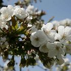 Kirschlüten; es hat ja soviele