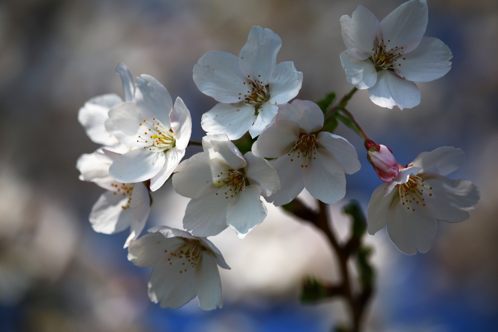 Kirschlüten weiß April 2017