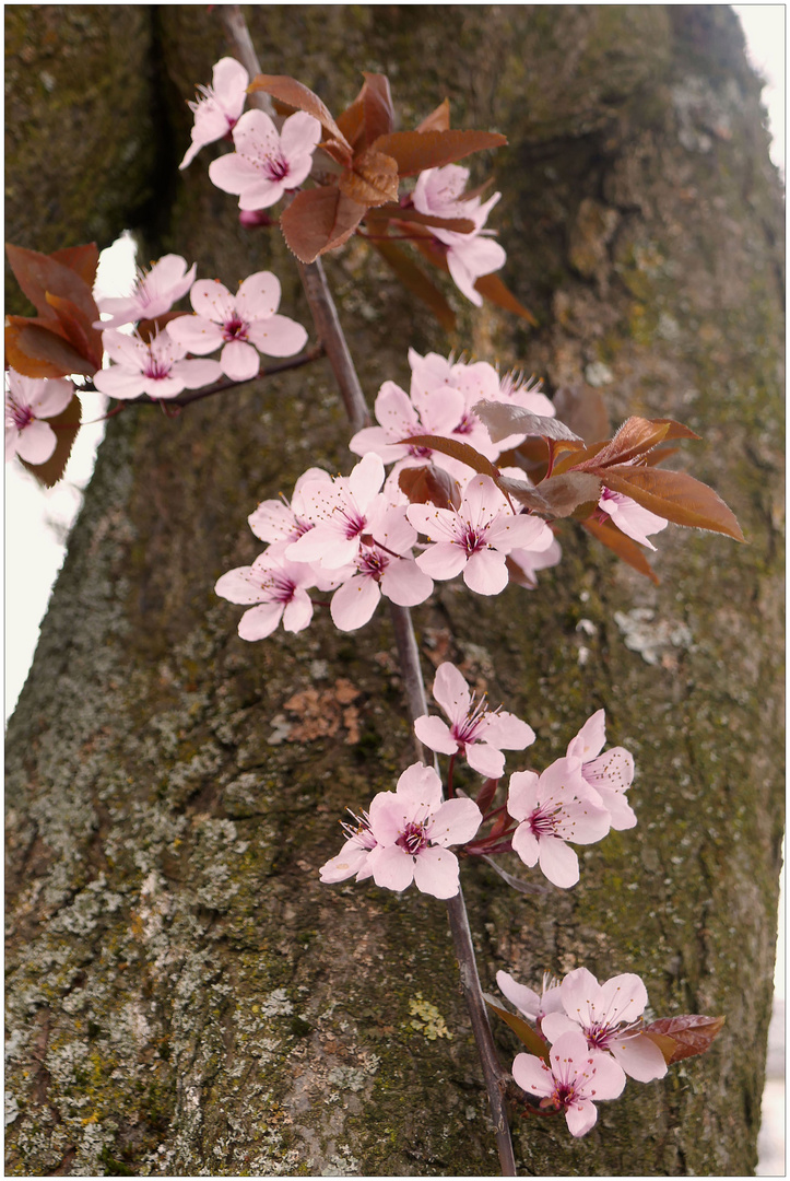 Kirschpflaume (Prunus)