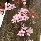 Kirschpflaume (Prunus)