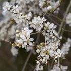 Kirschpflaume (Prunus cerasifera) ...