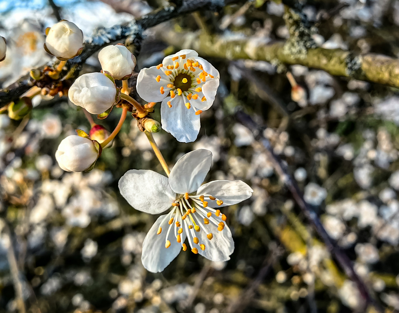 Kirschpflaume  Prunus cerasifera