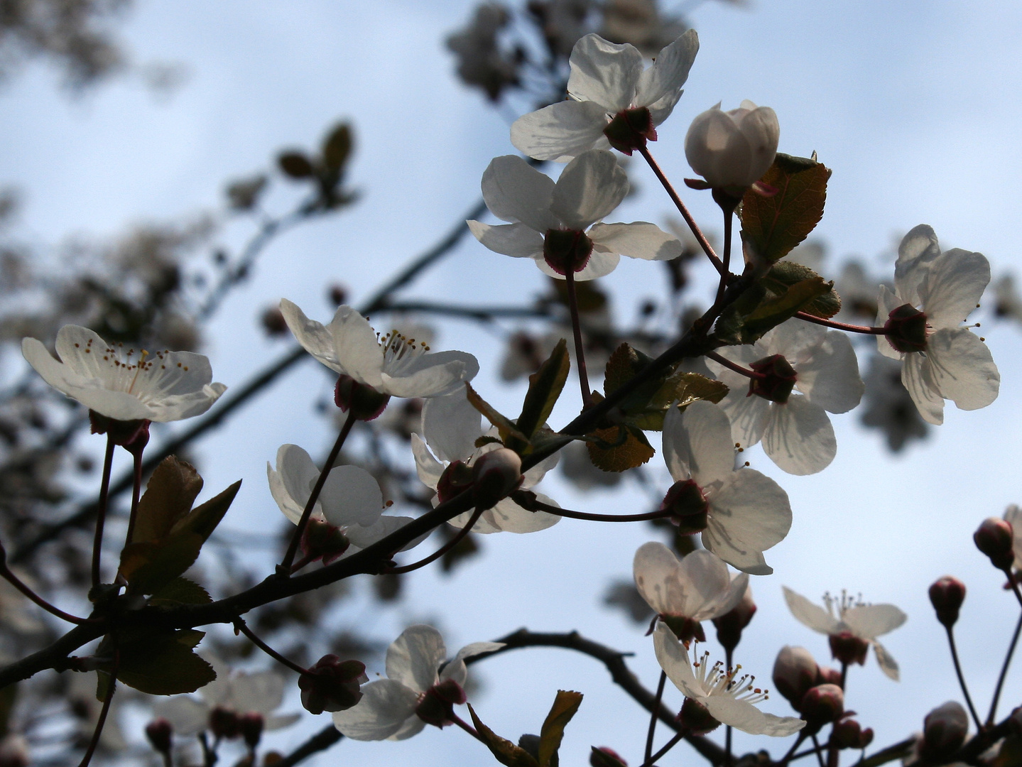 Kirschpflaumenblüten