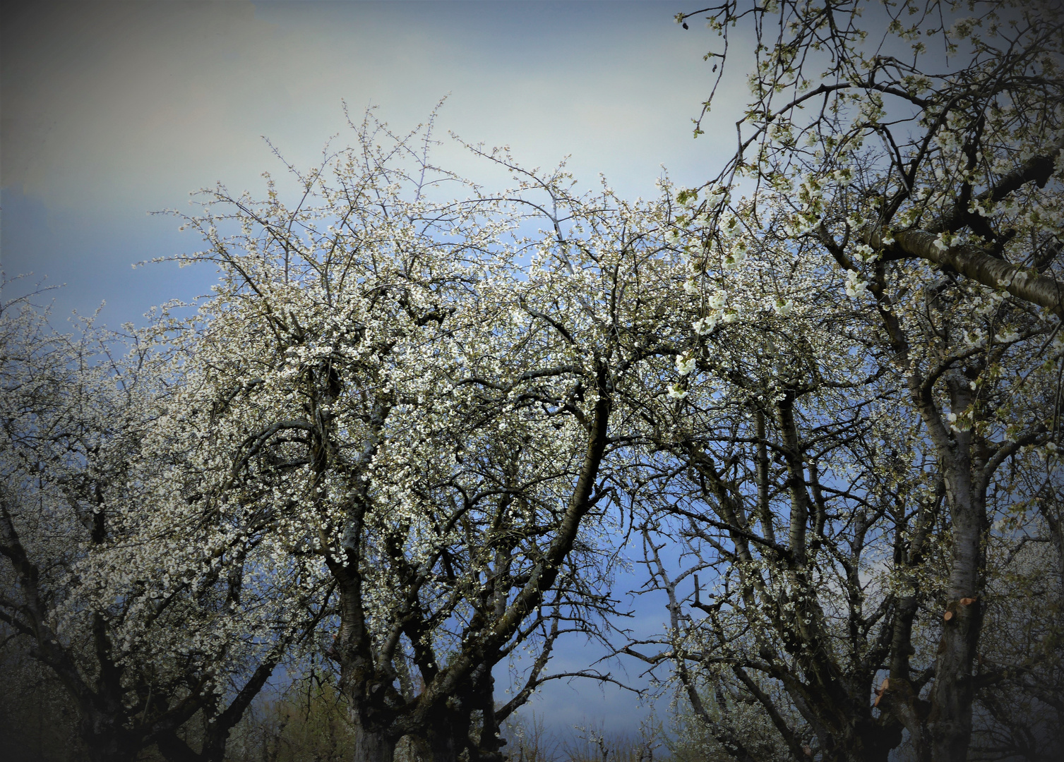 Kirschplantage Foto & Bild pflanzen, pilze & flechten, landschaft