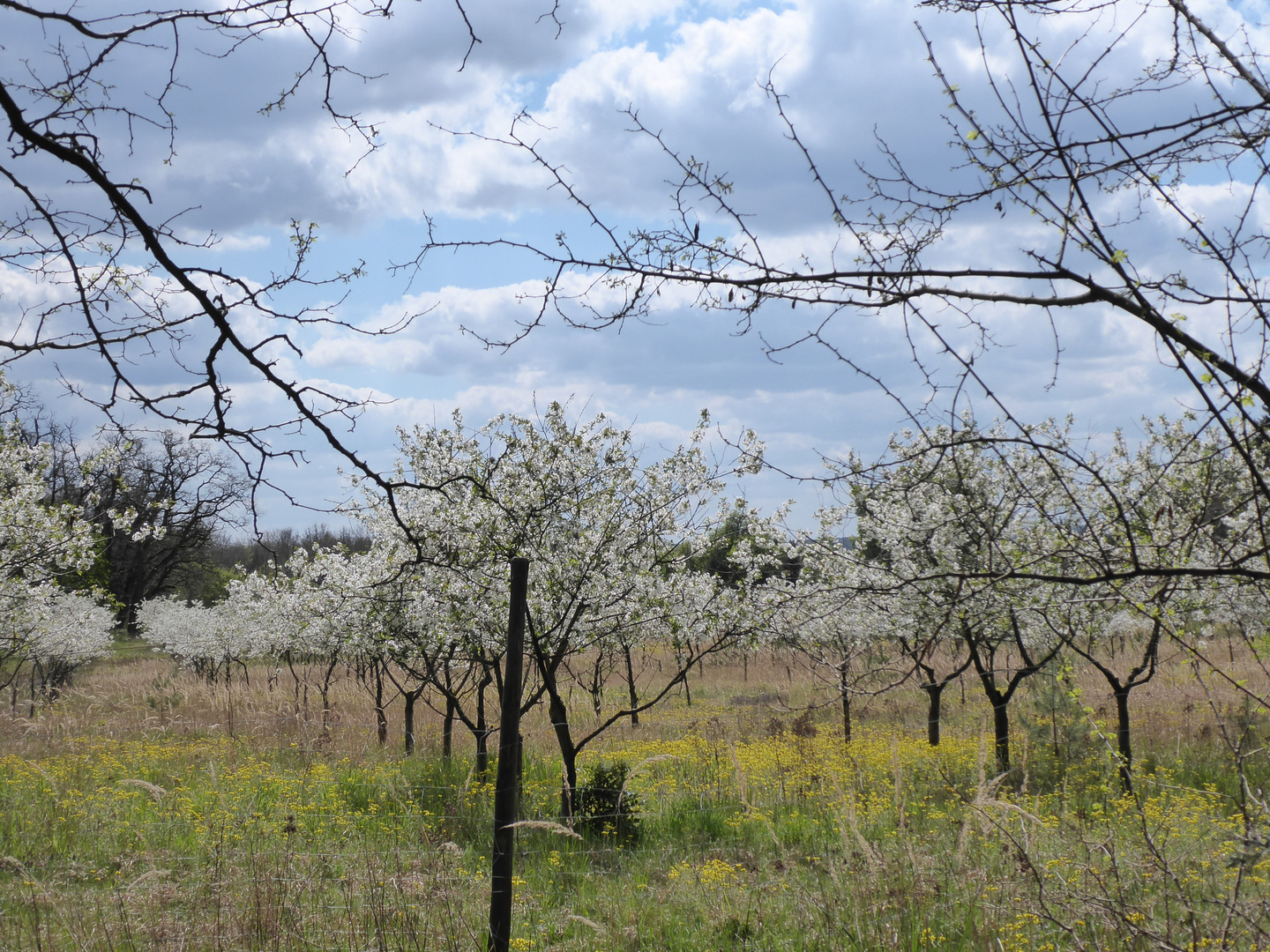 Kirschplantage Foto & Bild pflanzen, pilze & flechten, landschaft