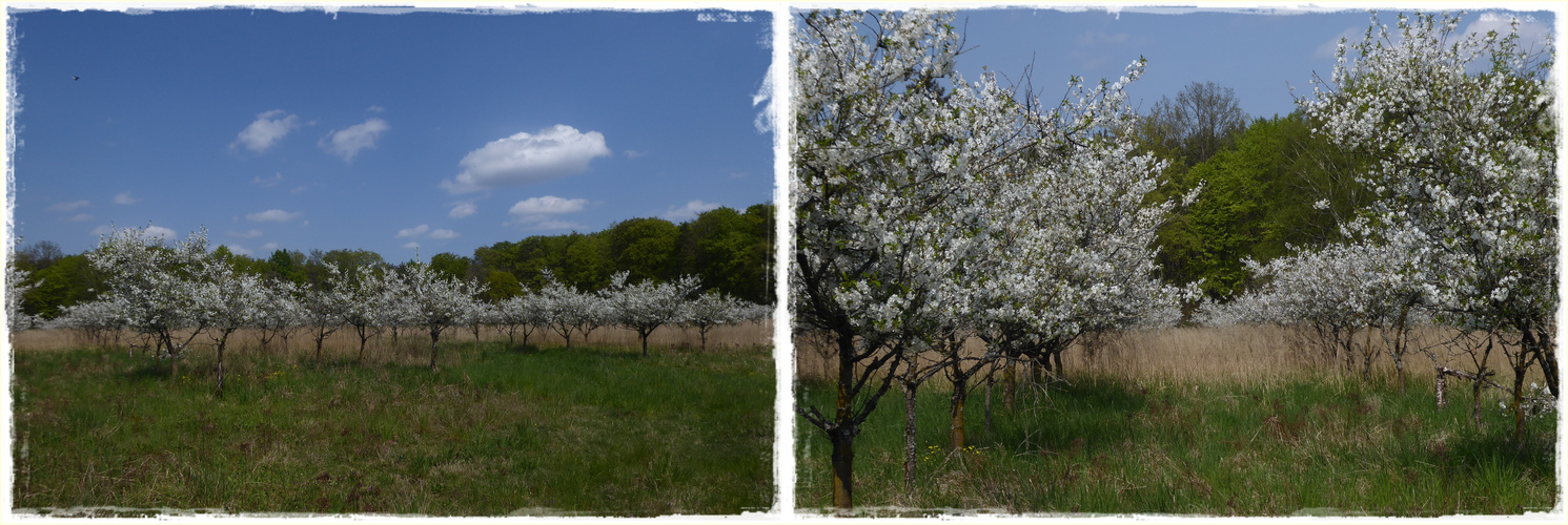 Kirschplantage Foto & Bild pflanzen, pilze & flechten, bäume, blatt