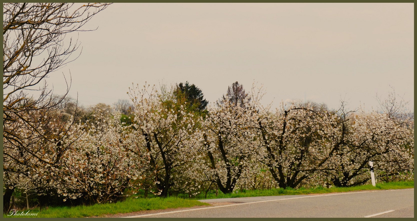 Kirschplantage entlang der Landstraße Foto & Bild pflanzen, pilze