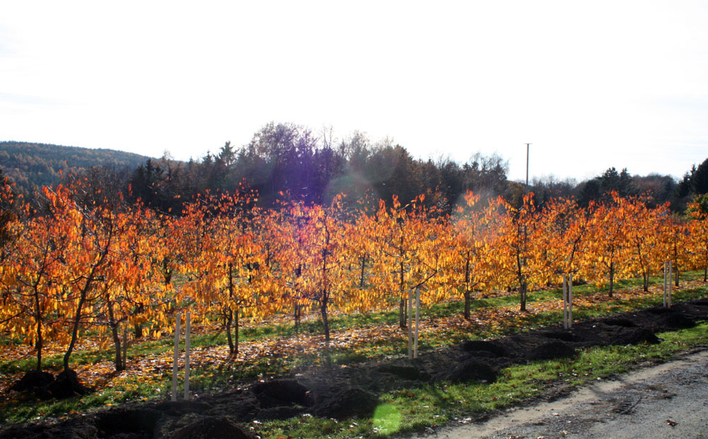 Kirschplantage im herbstlichen Gegenlicht