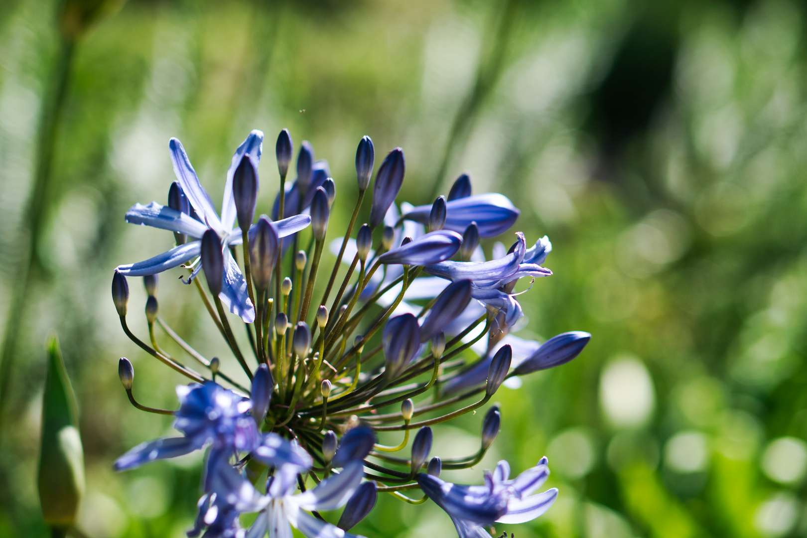 Kirstenbosch