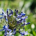 Kirstenbosch