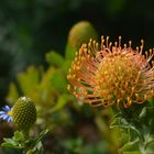 Kirstenbosch Botanical Garden 16