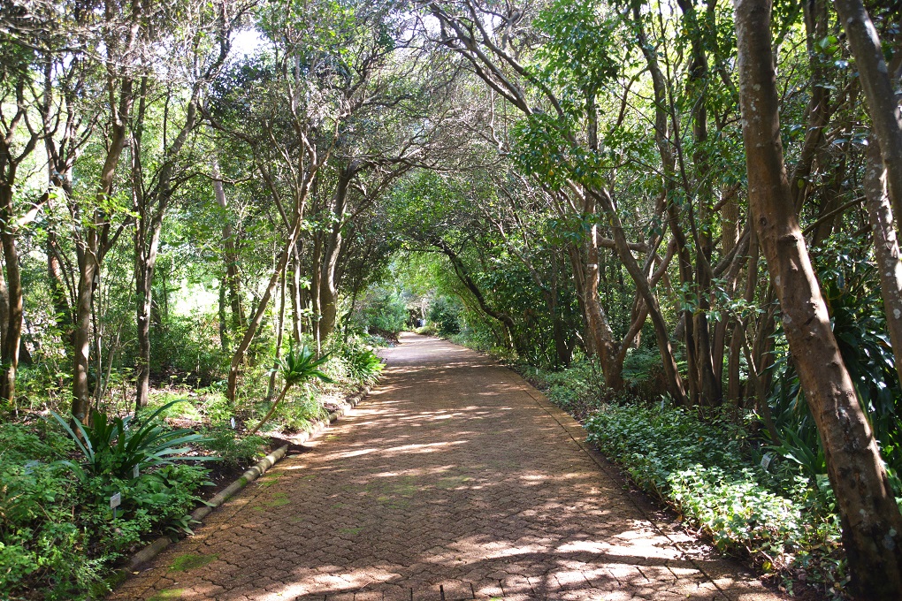 Kirstenbosch Botanical Garden 17