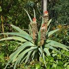 Kirstenbosch Botanical Garden 20