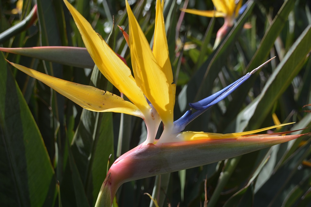 Kirstenbosch Botanical Garden 22