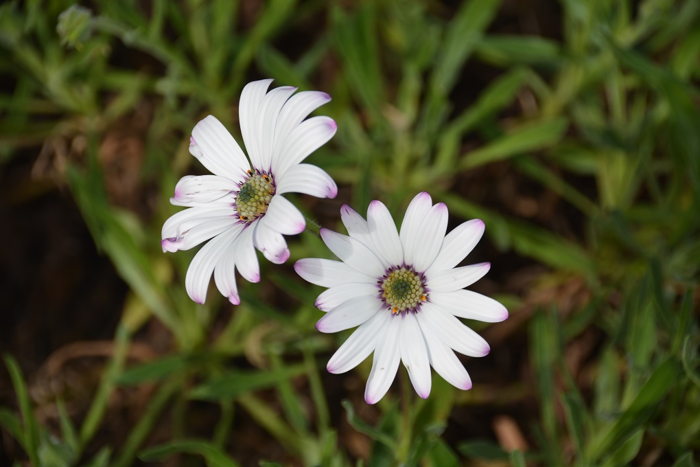 Kirstenbosch Botanical Garden 26