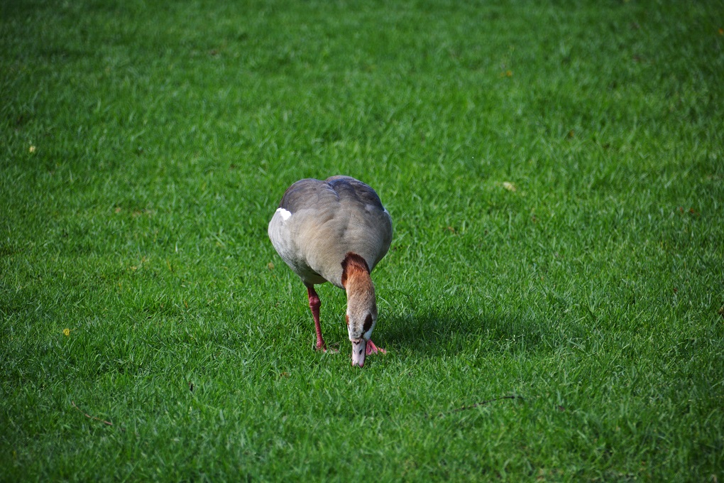 Kirstenbosch Botanical Garden - ein anderer Besucher