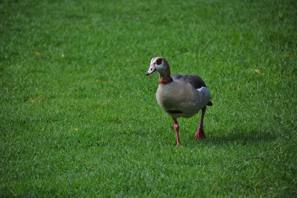 Kirstenbosch Botanical Garden - ein anderer Besucher.