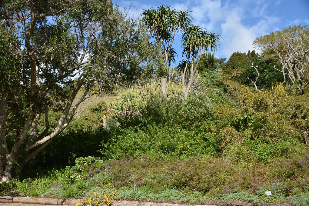 Kirstenbosch Botanical Garden - ein kleiner Einblick