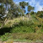 Kirstenbosch Botanical Garden - ein kleiner Einblick