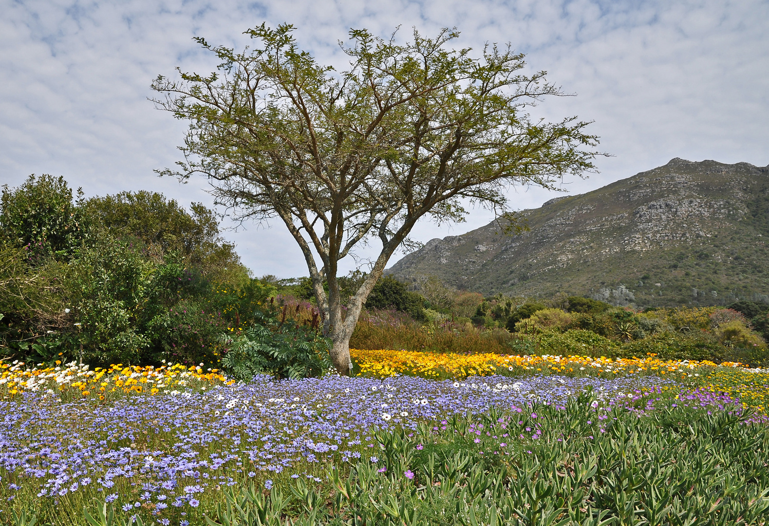 Kirstenbosch