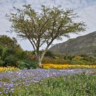 Kirstenbosch