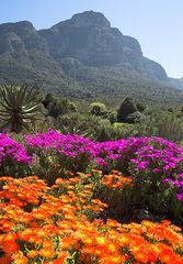 Kirstenbosch I