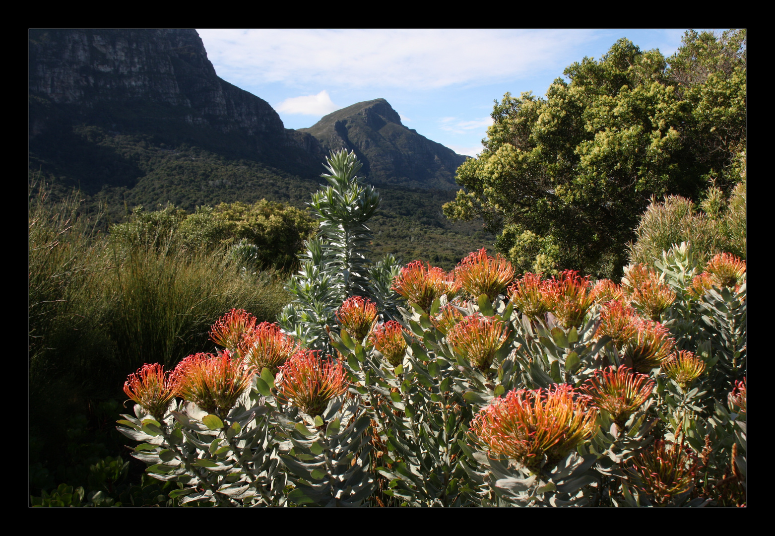 Kirstenbosch I