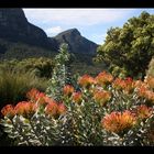 Kirstenbosch I