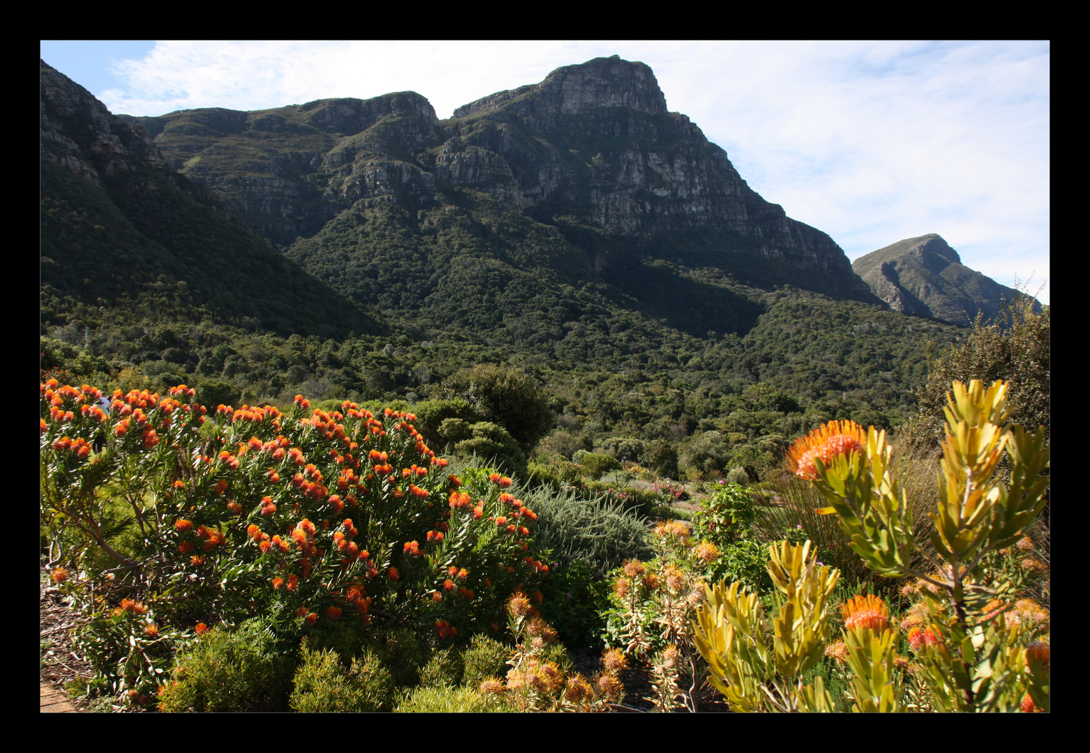 Kirstenbosch II