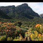 Kirstenbosch II