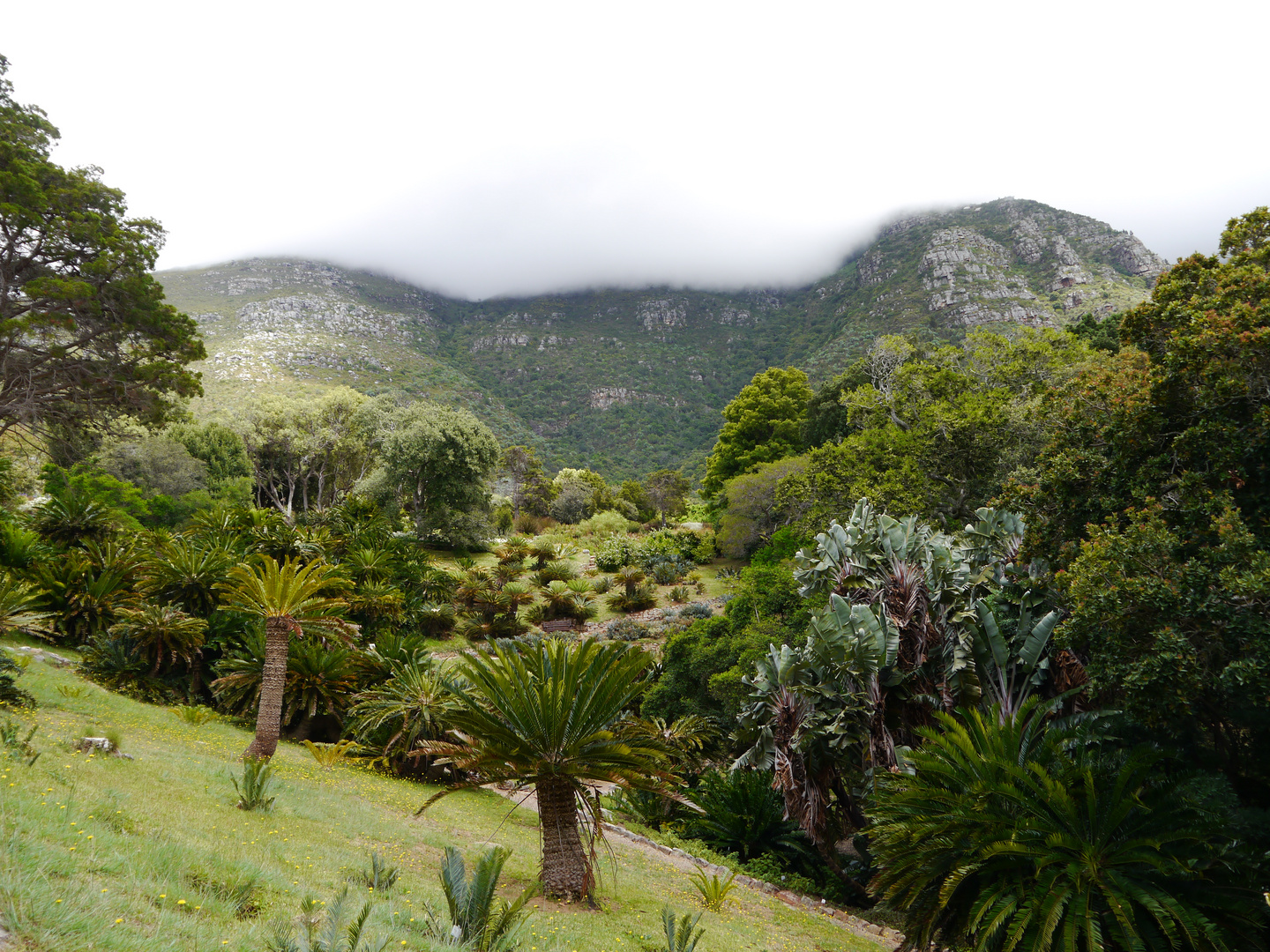 Kirstenbosch im Dunst der Berge