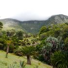 Kirstenbosch im Dunst der Berge