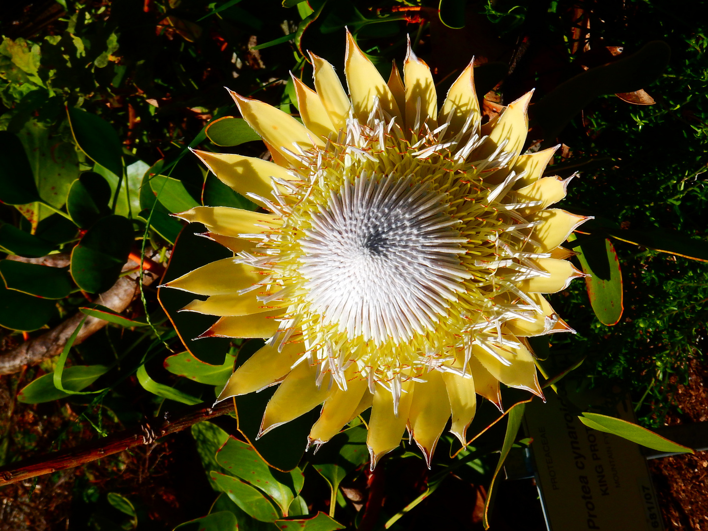 Kirstenbosch National Botanical Garden